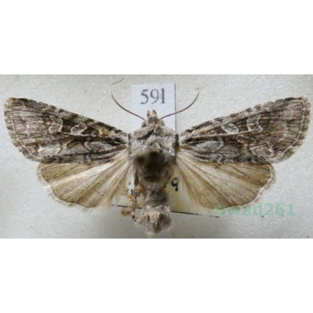 Lasionhada proxima (Hübner, 1809) Czech59l